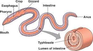Phylum Annelida An Overview Of Biodiversity