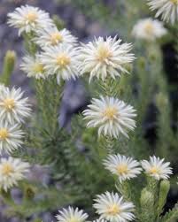 Image result for Phylica