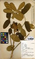 Image result for Markhamia obtusifolia