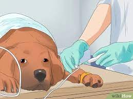 Is your dog facing an illness with no hope of getting better? How To Put A Dog To Sleep 7 Steps With Pictures Wikihow