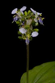 Image result for Aneilema leiocaule