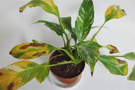 Bonjour,dans cette vidéo je parle du jaunissement des feuilles chez votre phalaenopsis. Pourquoi Les Feuilles De Spathiphyllum Deviennent Jaunes Que Faire