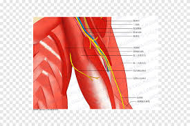 Der deltamuskel (musculus deltoideus) wird durch den vom schulterblatt kommenden mittleren abschnitt zum wichtigsten heber des armes. Schulter Deltamuskel Arm Anatomie Arm Abdomen Anatomie Png Pngegg