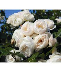 Die rose hat sich prima entwickelt. Kletterrose Uetersener Klosterrose Dehner