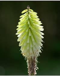 Image result for Kniphofia princeae