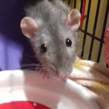 2 Year Old Binkie Looking Worried For Her Sister X Rat Rats Ratalicious Petrat Fancyrat Ratsrule Ratslove Iloverats Rat Pet Rats Fancy Rat 2 Year Olds