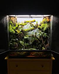 Pin On Dart Frog Vivarium