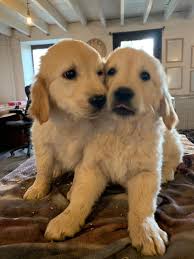 They offer the most popular dog breed in pa, ohio and more. Kuwait Dogs And Puppies Adoption And Sales Email Us At Khaleelsalafi Hotmail Com Stunning Golden Puppies For Sale Golden Retriever Rottweiler Puppies For Sale