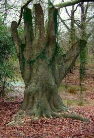 I Doubt This Is Real But Still It Is Funny Weird Trees Unique Trees Tree