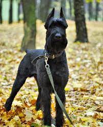 Pin By Julia M On Rizenshnaucer Schnauzer Dogs Giant Schnauzer Dog Breeds