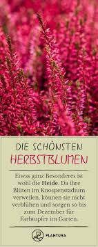 Herbstblumen Die 10 Schonsten Fur Ihren Garten Plantura Herbstblumen Heide Pflanzen Schone Blumen