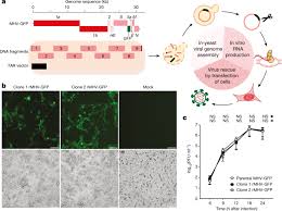 A fragment of dna, containing the gene to be cloned, is inserted into a suitable vector, to produce a recombinant dna molecule. Rapid Reconstruction Of Sars Cov 2 Using A Synthetic Genomics Platform Nature