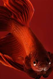 It S A Colorful Life Betta Fish Color Betta