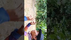 Hasil panen tanaman porang jual ke mana. Tanaman Porang Blakasuta Kebanjiran Jambi Youtube