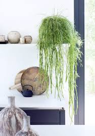 Die 4 Schonsten Rankenden Sukkulenten Zimmerpflanzen Hangepflanzen Pflanzen Fur Zu Hause