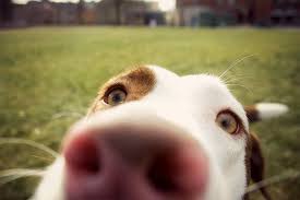 Maybe you would like to learn more about one of these? Cincinnati Pit Crew Home Facebook
