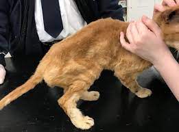 What does a emaciated cat mean? Disgusting Fury After Terribly Thin Cat Found Dumped By Heartless Owner Nature News Express Co Uk