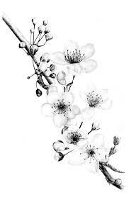 Check spelling or type a new query. Simple Plum Blossom Drawing Achromatic Scheme Realistic Flower Drawing Realisticflowerdrawin In 2021 Realistic Flower Drawing Flower Drawing Cherry Blossom Tattoo