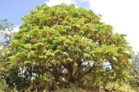 Image result for Hagenia abyssinica