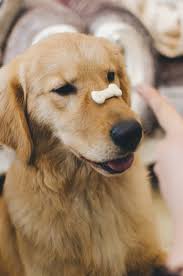 Check spelling or type a new query. Dog Adult Golden Retriever With Cookie Bone On Nose Golden Retriever Image Free Stock Photo