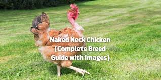 Check spelling or type a new query. Naked Neck Chicken Breed Guide Eggs Size Care Pictures