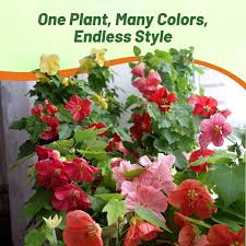 Image result for Abutilon sp.no.1