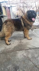 Dacă abia aștepți sărbătorile de iarnă și te gândești ce rețete delicioase să pregătești, cu siguranță ai ajuns și la capitolul dulciuri. Ciobanesc Caucazian Braila Home Facebook