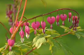 It is a prolific seeder and is spread through animals, water, erosion, and. Northwest Plants That Are Toxic To Your Dog