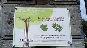 Check spelling or type a new query. Arbres Remarquables De France Wikipedia