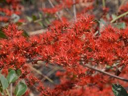 Image result for Combretum xanthothyrsum