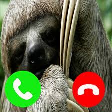 Reddit's home for sloth pictures, videos and more! Sloth Fake Call Prank Funny Animal Calling Prank Gag Fake Prank Call From Sloth Animal Sloths Fake Call Simulator Amazon De Apps Games