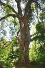 Image result for Heywoodia lucens