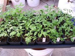 You can use it as a powder as well as in the spray. 4 Application Guidelines On How To Use Azomite In Gardening Garden Ambition