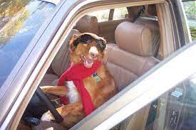 You will find everything you need to make sure your furry friend is well taken care of. Therapy Dog Training For The Canine Good Citizen Test