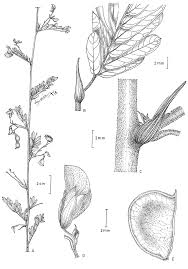 Image result for Aeschynomene sp. B