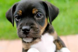 Black And Tan Pugalier Pug And Jack Russell Terrier Jug Pug Mixed Breeds Pugs Jack Russell