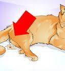 How often do cats enter heat cycles? How To Tell If Your Cat Is In Heat 11 Steps With Pictures