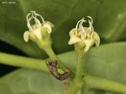 Image result for Cynanchum ledermannii