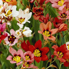 The term full shade does not mean no sun.for horticultural purposes, a location is considered to be in full shade if it receives less than three hours of. Harlequin Flower Bulbs Mix Sparaxis Tricolor High Country Gardens