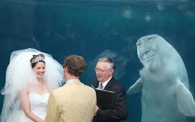 You will be wanting your wedding day and photos to best represent who you and your other half are. Whales In The Background Of Wedding Photos