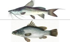 تعرف على سمك قشر بياض وانواعه وطريقة استزراعه Fish Pet Fish Pets