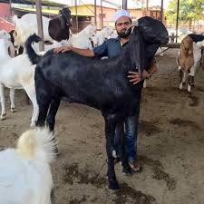 Black And White Goat Breeds Goat Breeds Of Pakistan Goats Animals Baby Goats