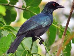 Image result for Manulea conferta