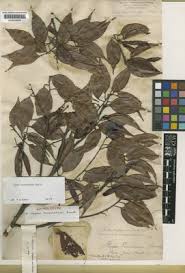 Image result for Maerua becquetii