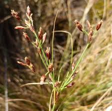 Image result for Bulbostylis oritrephes