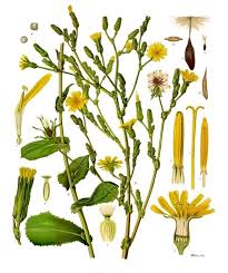 Lactuca Virosa Wikipedia
