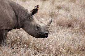 Nashorn uses invoke dynamics feature, introduced in java 7 to improve performance. Kenya Schwarzmarkt Der Nashorn Wilderer Soll Zerstort Werden