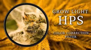 Without adequate light, carbohydrates cannot be manufactured, the energy reserves are depleted and plants die. The Hoya Grow Light Hps Filter Youtube