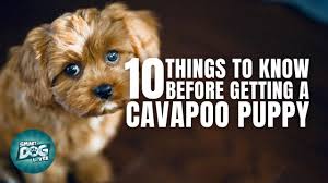 This is one lively & energetic cavapoo puppy! Cavapoo Adult Dogs For Sale 07 2021