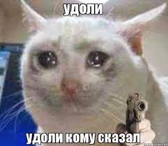 udoli udoli komu skazal grustnyj kot s oruzhiem cats animals cute memes